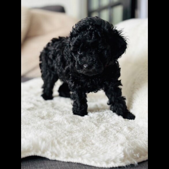 Toy Poodle - Both