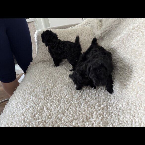 Toy Poodle - Both