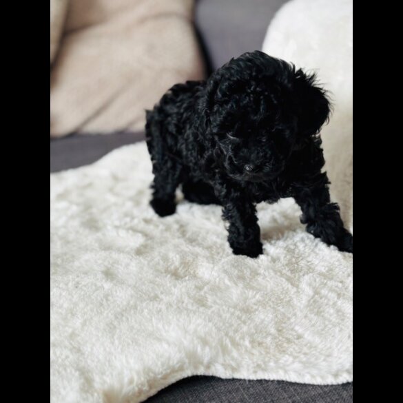 Toy Poodle - Both
