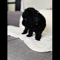 Toy Poodle - Both