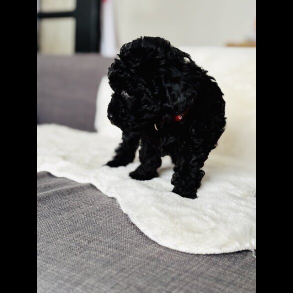 Toy Poodle - Both