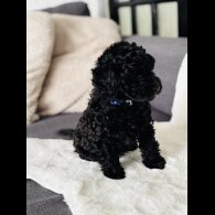 Toy Poodle - Both
