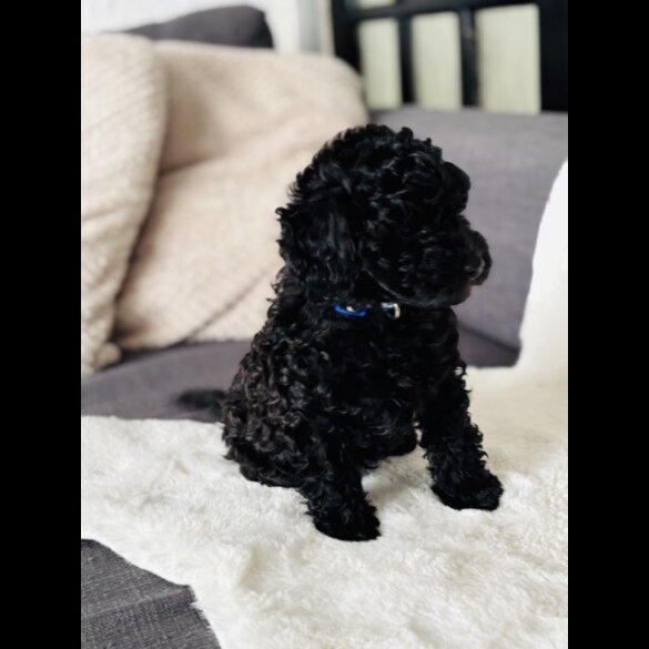 Toy Poodle - Both
