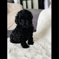 Toy Poodle - Both