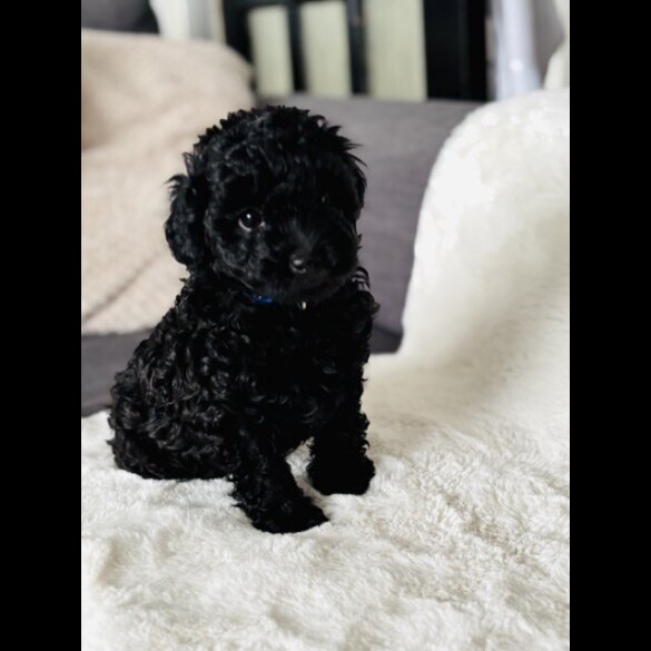 Toy Poodle - Both