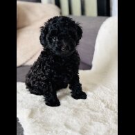 Toy Poodle - Both