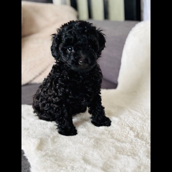Toy Poodle - Both