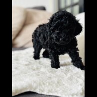 Toy Poodle - Both