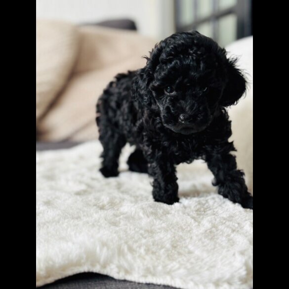 Toy Poodle - Both