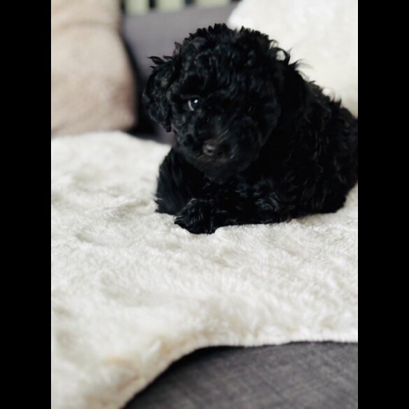 Toy Poodle - Both