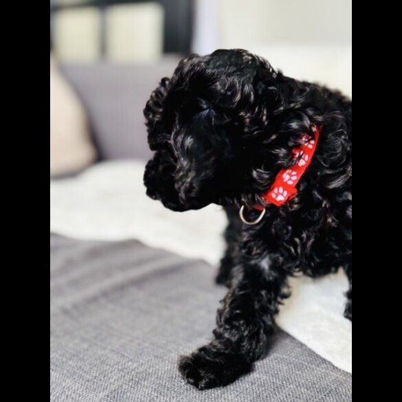 Toy Poodle - Both