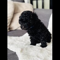 Toy Poodle - Both