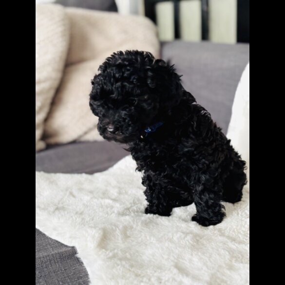 Toy Poodle - Both