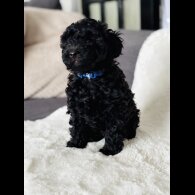 Toy Poodle - Both