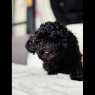 Toy Poodle - Both
