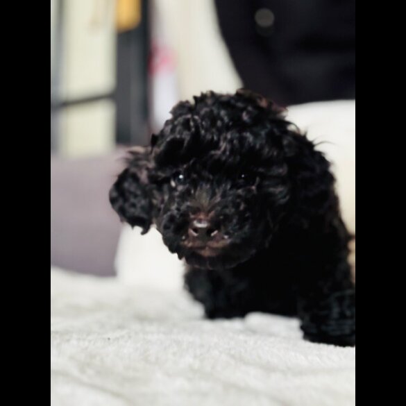 Toy Poodle - Both