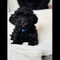 Toy Poodle - Both