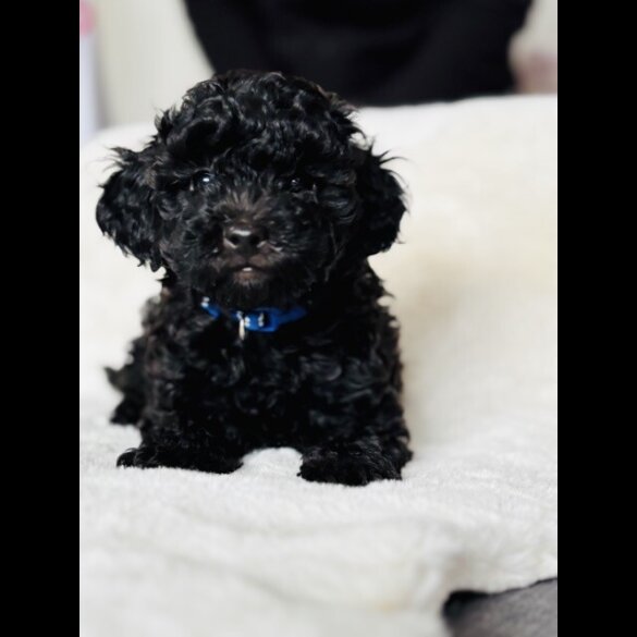Toy Poodle - Both