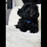 Toy Poodle - Both
