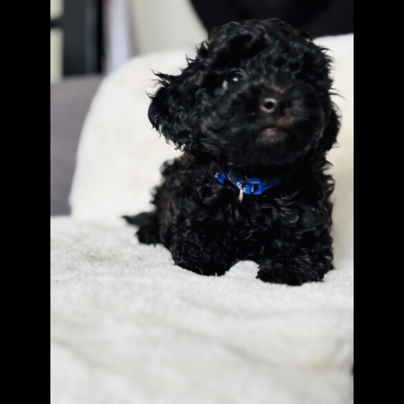 Toy Poodle - Both