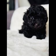 Toy Poodle - Both
