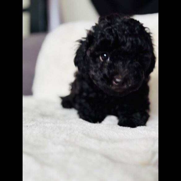Toy Poodle - Both