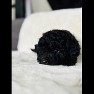 Toy Poodle - Both