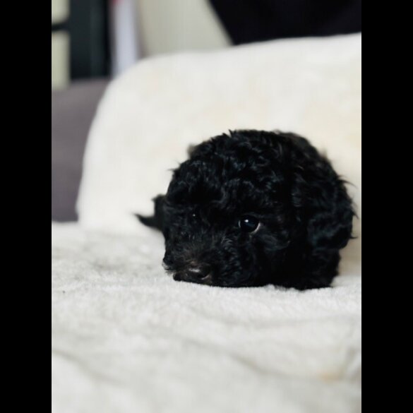 Toy Poodle - Both