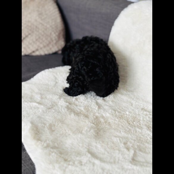 Toy Poodle - Both