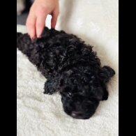 Toy Poodle - Both