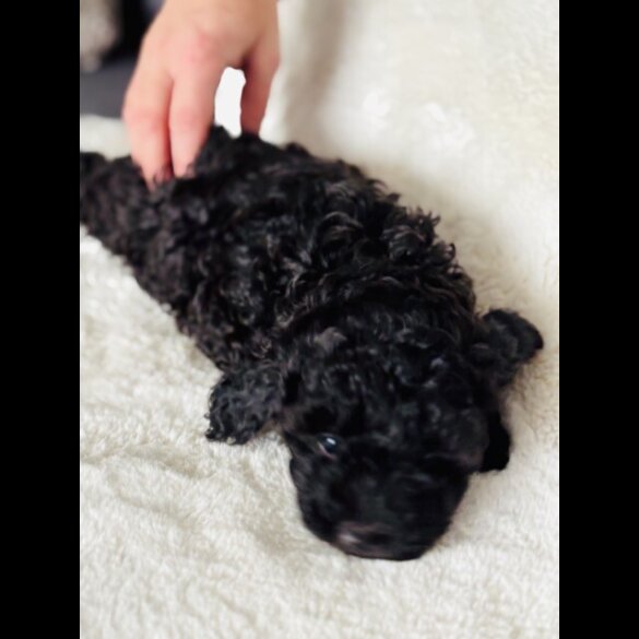 Toy Poodle - Both