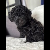 Toy Poodle - Both