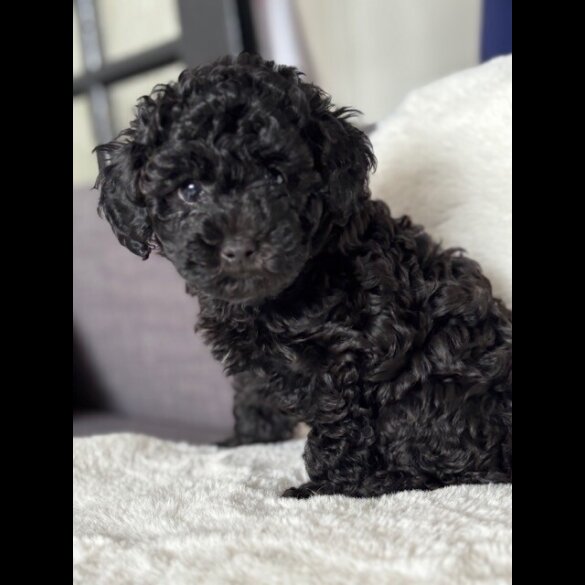 Toy Poodle - Both