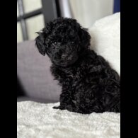 Toy Poodle - Both
