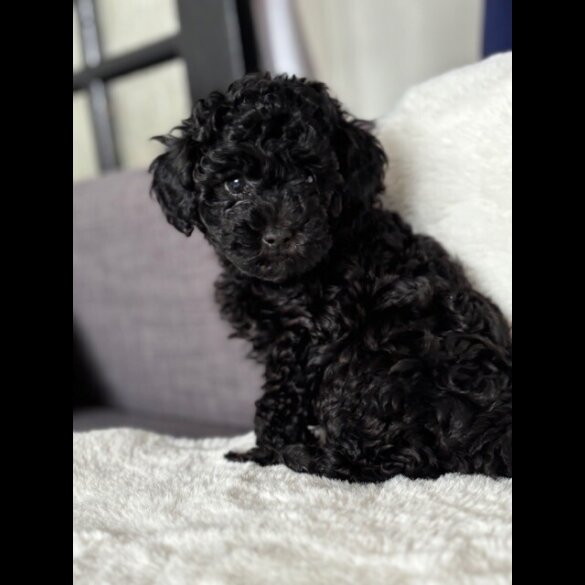 Toy Poodle - Both