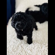 Toy Poodle - Both
