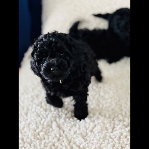 Toy Poodle - Both