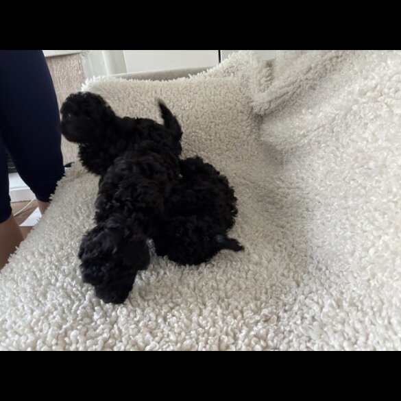 Toy Poodle - Both