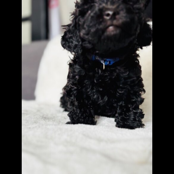Toy Poodle - Both