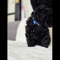 Toy Poodle - Both