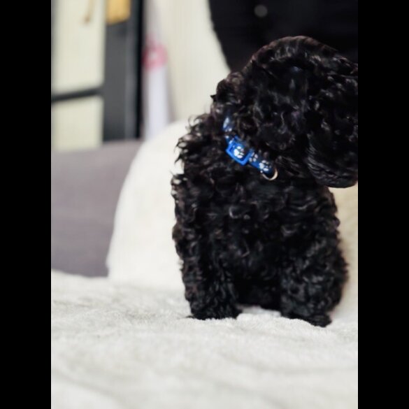 Toy Poodle - Both