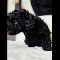 Toy Poodle - Both