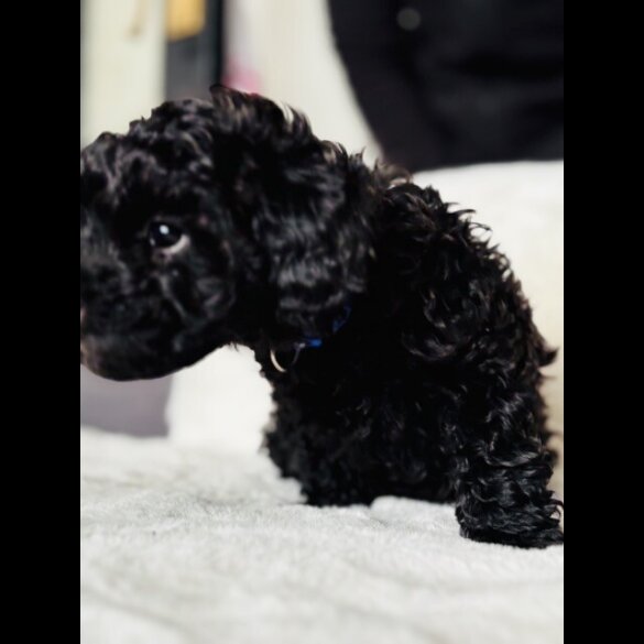 Toy Poodle - Both