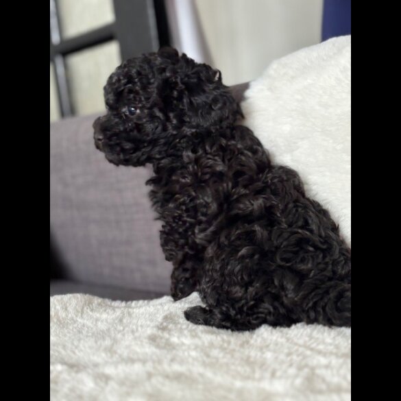 Toy Poodle - Both