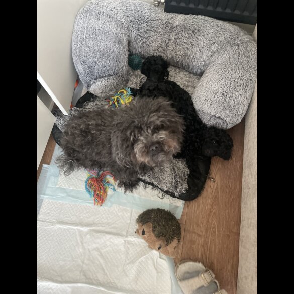 Toy Poodle - Both