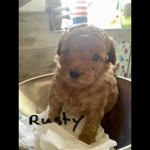 Toy Poodle - Both