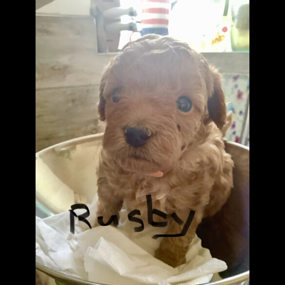 Toy Poodle - Both