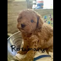 Toy Poodle - Both