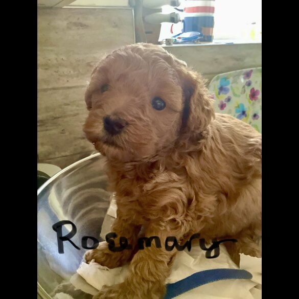 Toy Poodle - Both