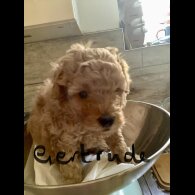 Toy Poodle - Both